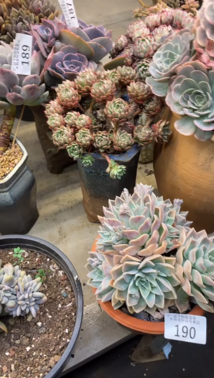 【闪购商品】190哈利