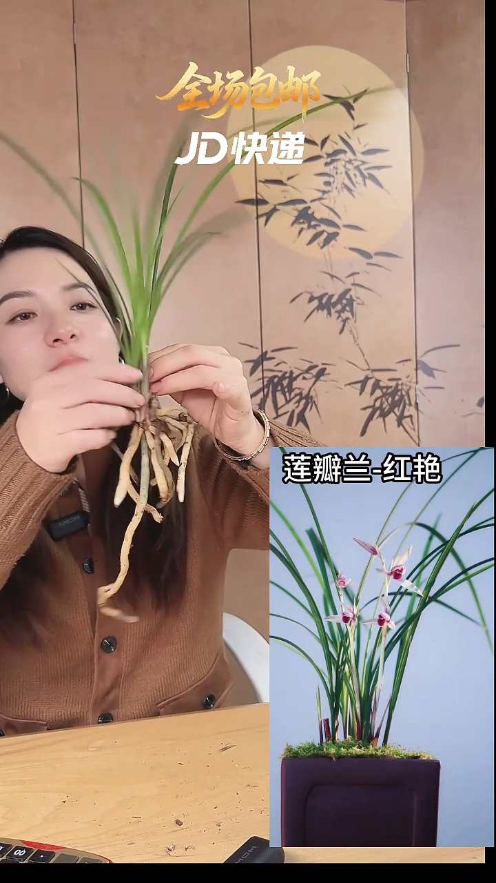 当前无花栽培后可以开花：红艳
