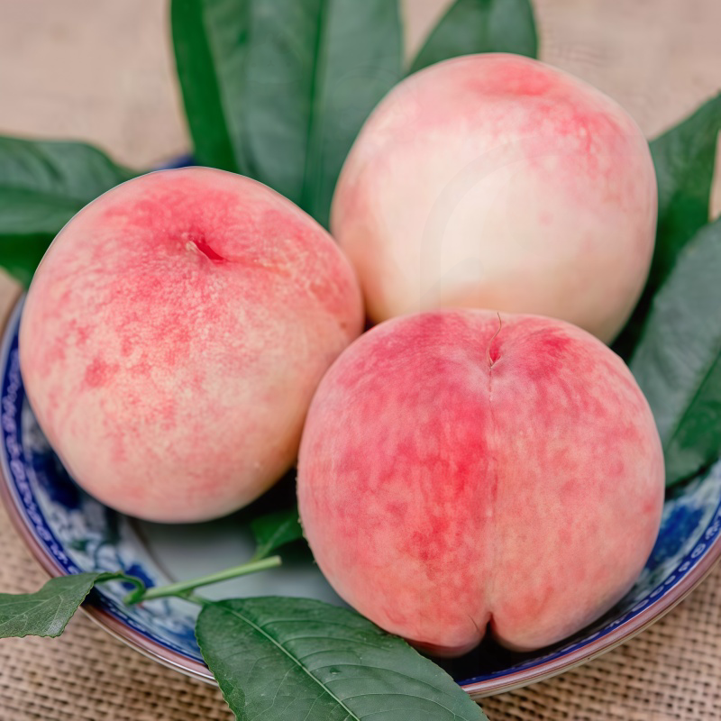 脆甜水蜜桃山东春雪蜜桃新鲜应季水果 采摘现摘现发新鲜到家