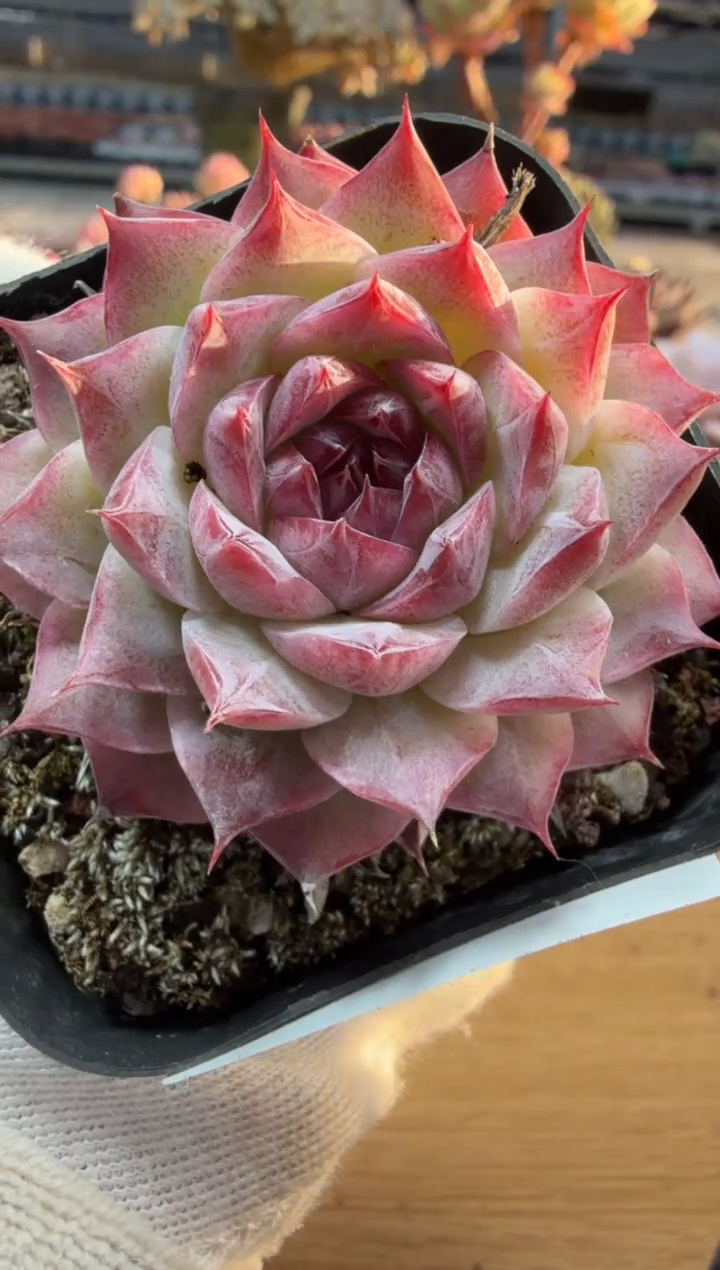 东云多肉园二店-369