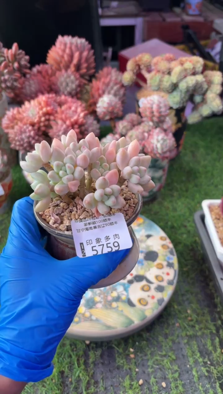 昆明印象多肉5759