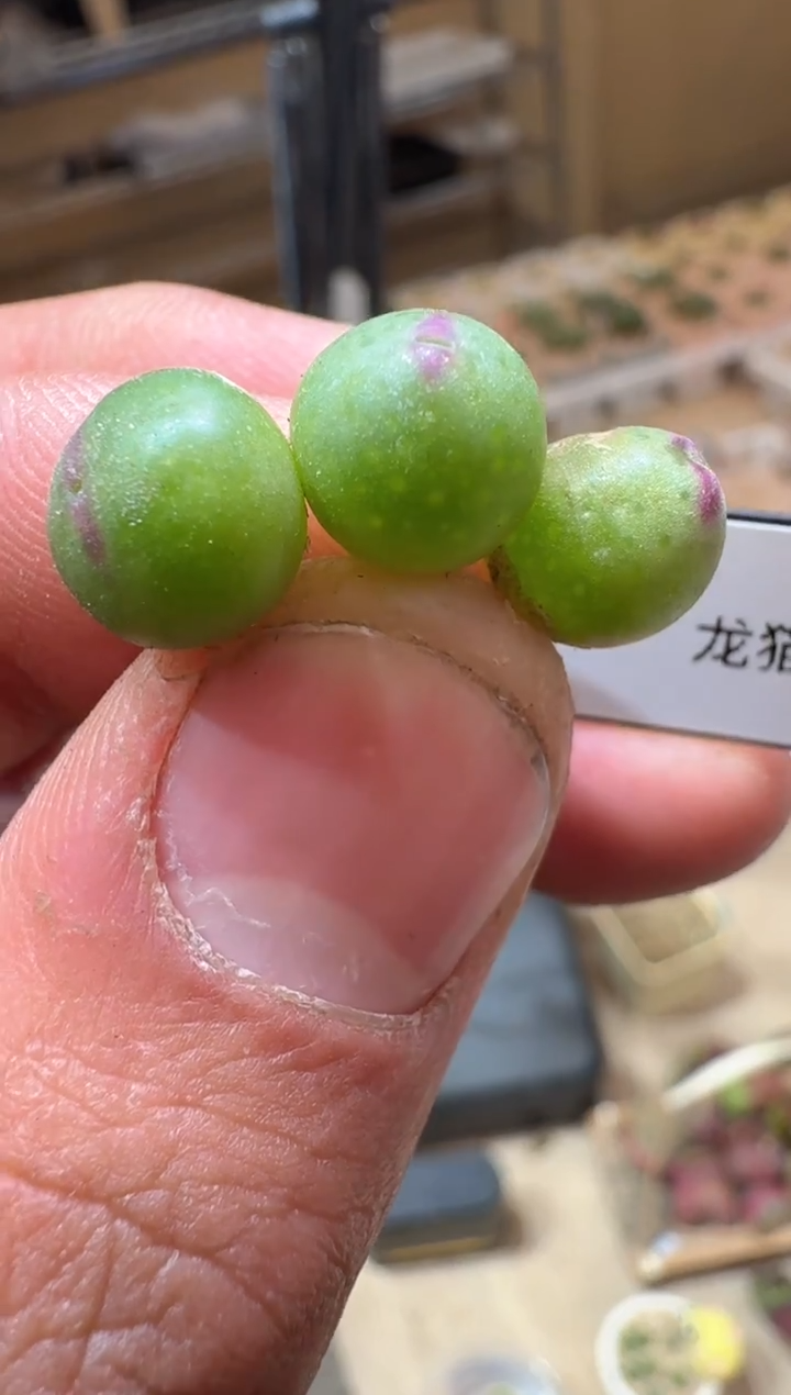 29多肉植物肉锥龙猫皮卡丘一颗