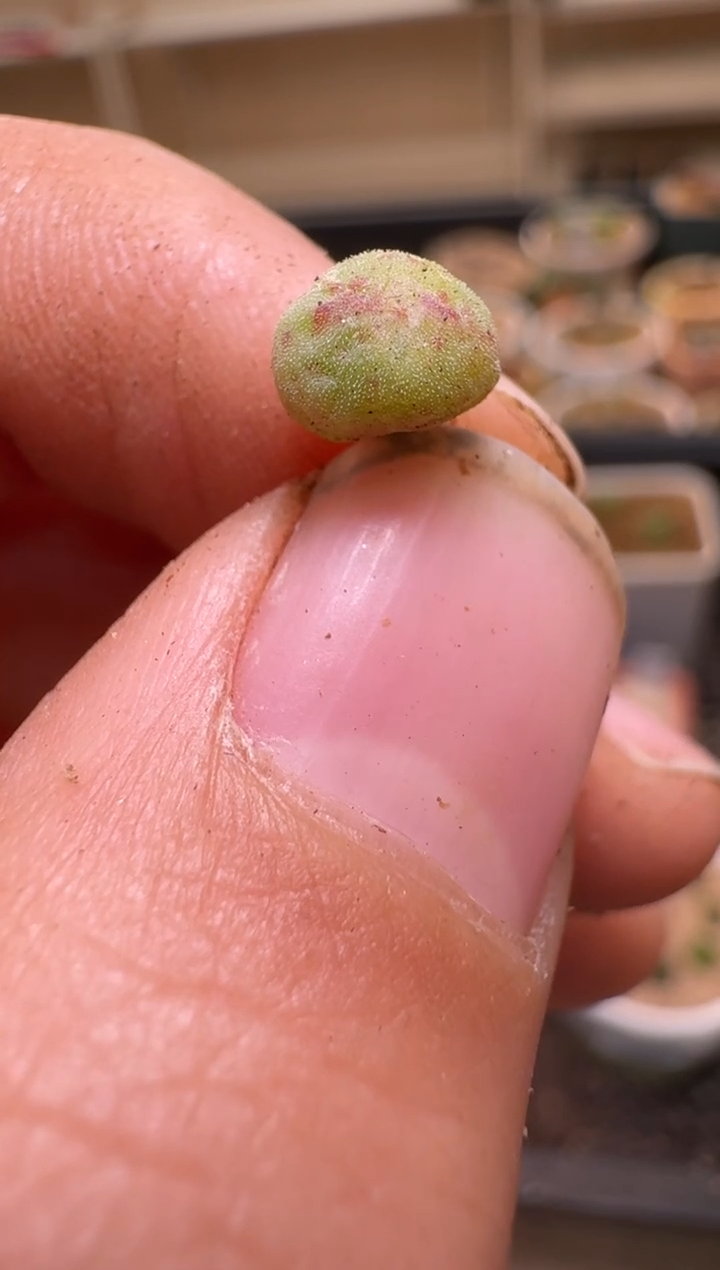 【闪购商品】2/4-273