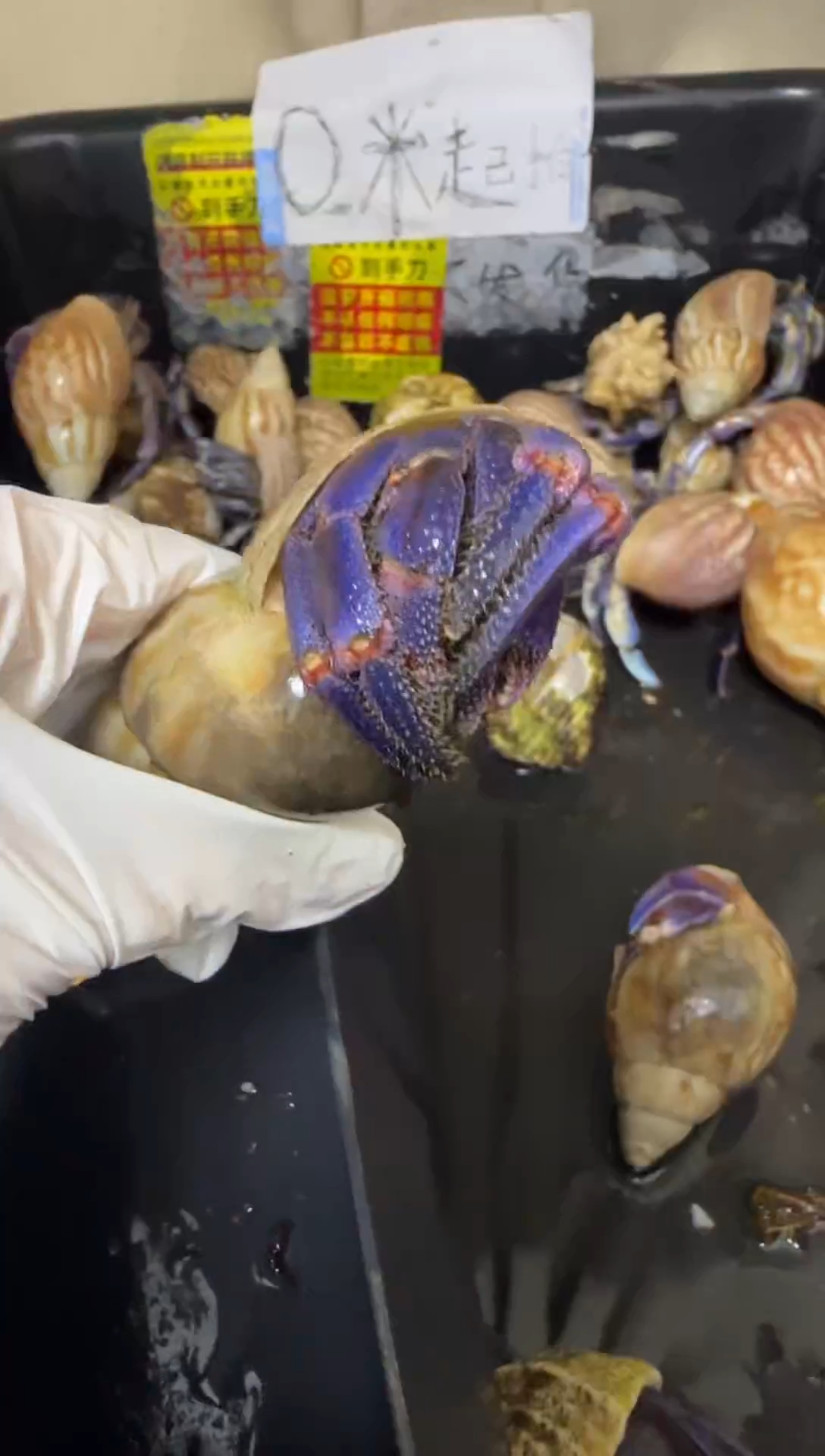 紫陆寄居蟹蓝色竞拍