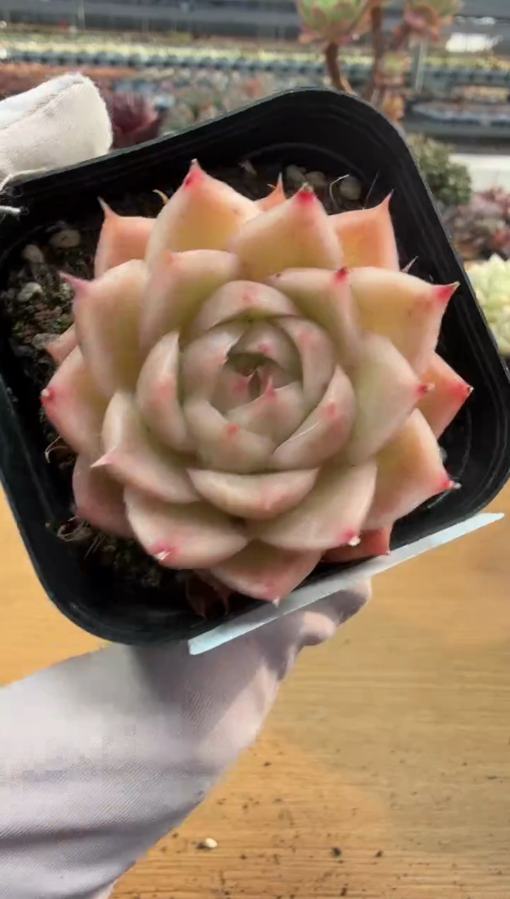 东云多肉园二店-255