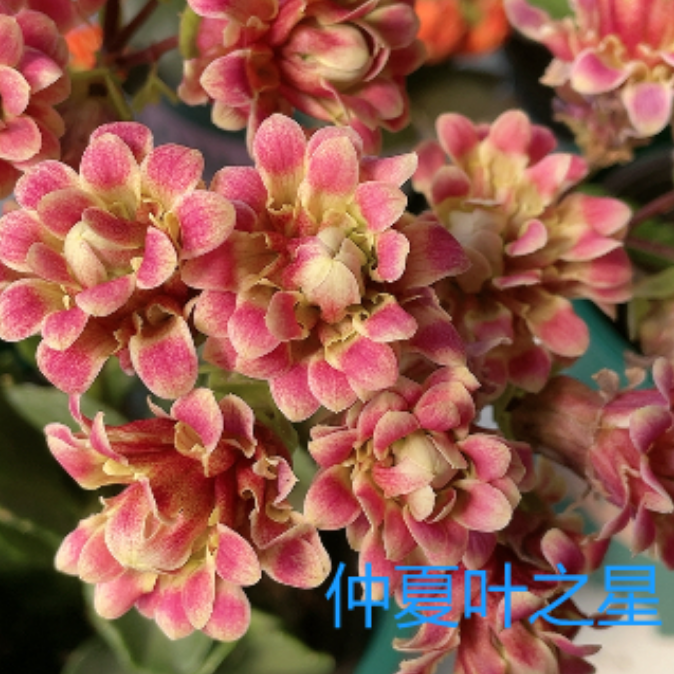 120仲夏夜之星（4株苗）长寿花     