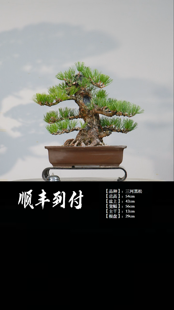 【闪购商品】1z106三河黑松盆景bubaoyou