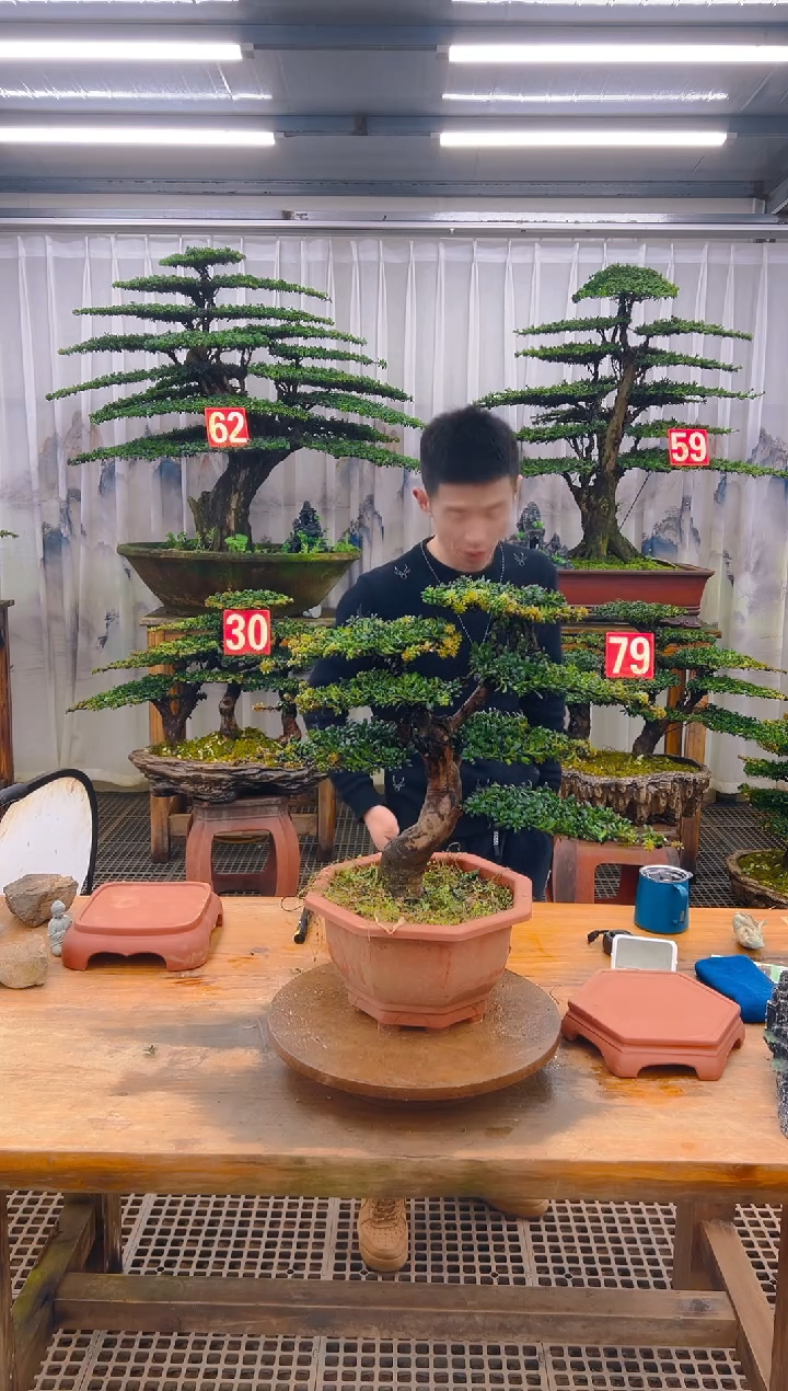 无花朵精品盆景直播间一物一拍