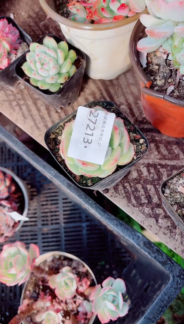 夏*跃跃精品多肉27213