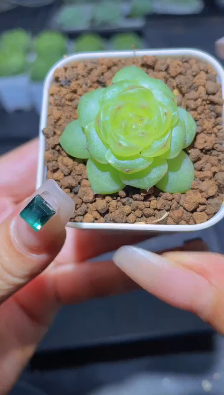 085Y系列量拍随机发一颗