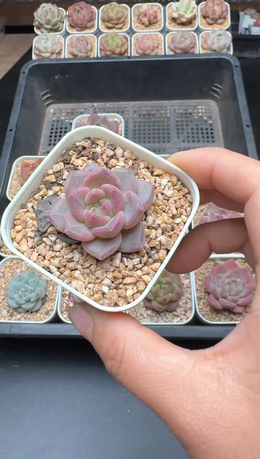 【闪购商品】377A号一物一拍多肉花卉植物拍3颗起发