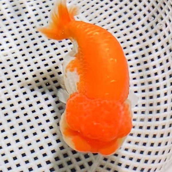 兰寿金鱼活体大头娃娃脸