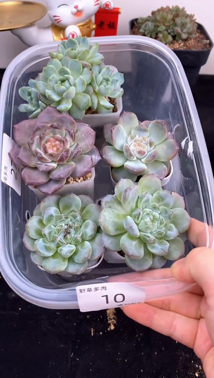 5棵一组一组包邮10号