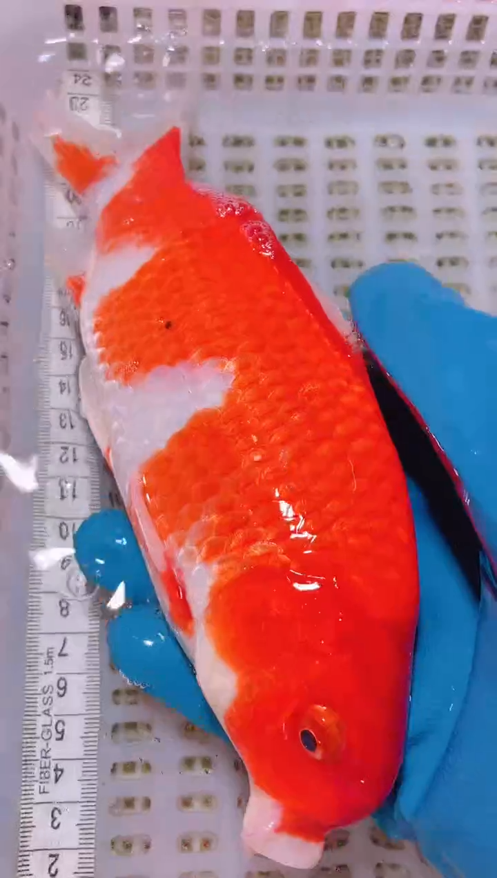 锦鲤冷水观赏鱼全场包邮170