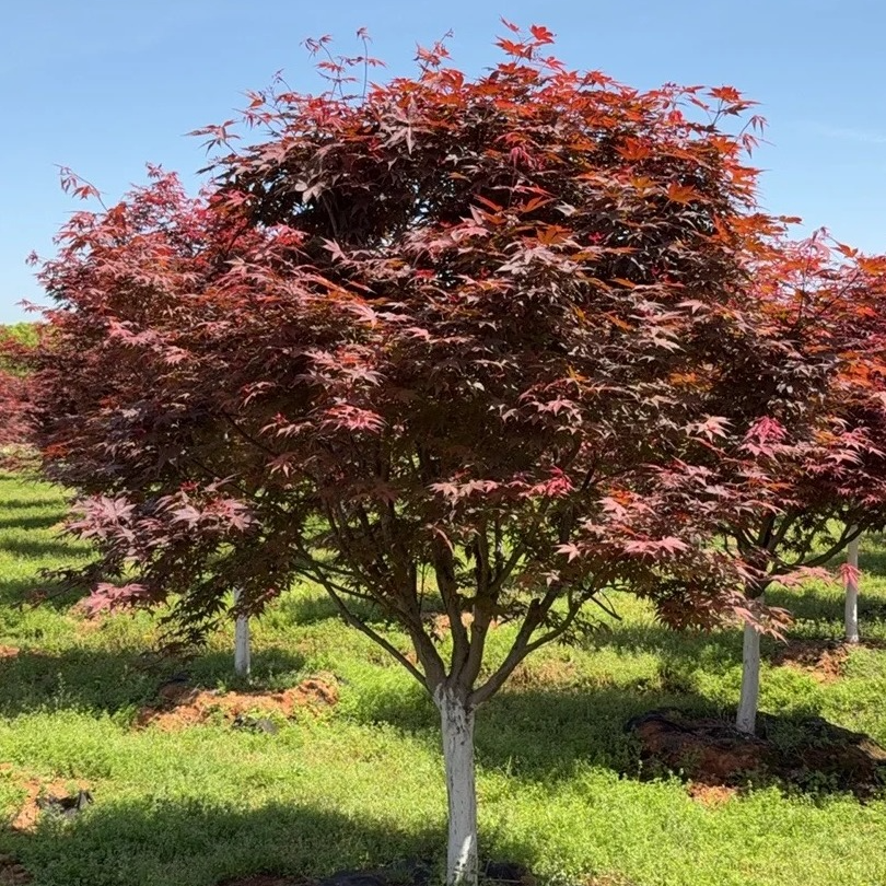 耐寒红枫树适合庭院盆栽地栽盆景都能种石楠花银杏树红色绿植