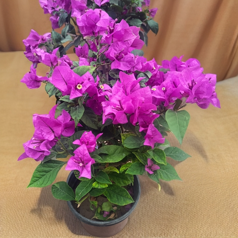 云南紫三角梅原盆原土发货带花大苗四季开花好养