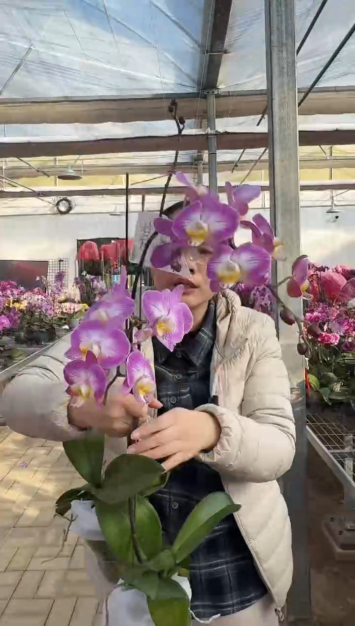 完全开放欧品花斯普利特1棵