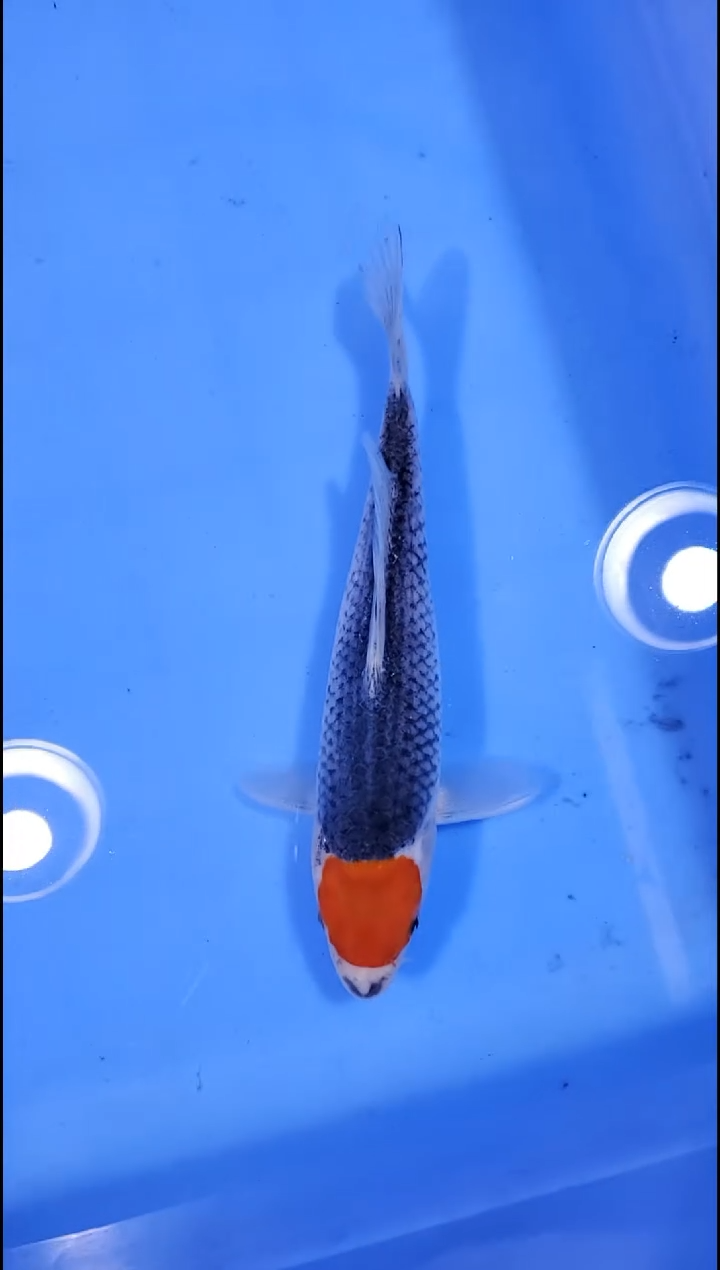 锦鲤【251123-19】 丹顶五色 22公分 不详 海达锦鲤