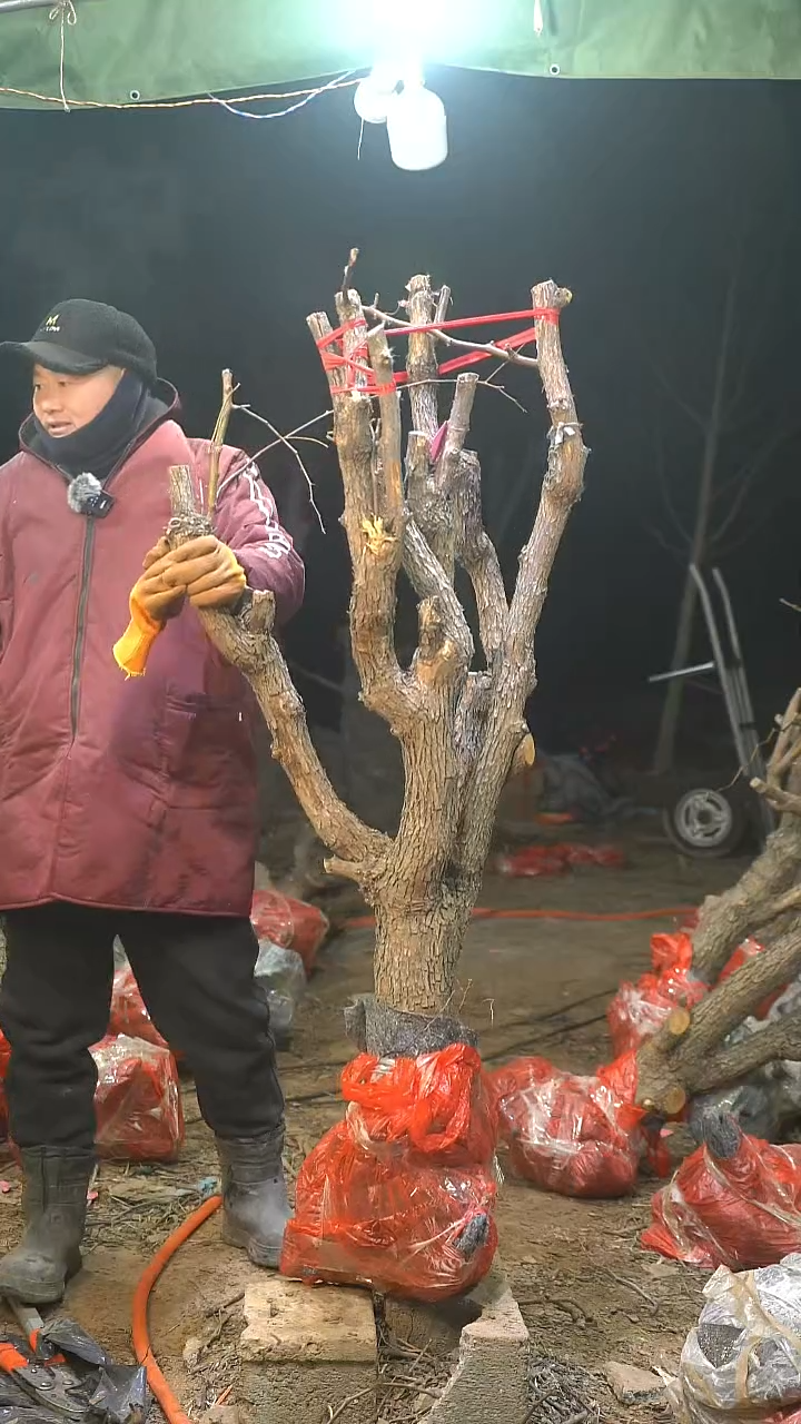 完全开放枣树743