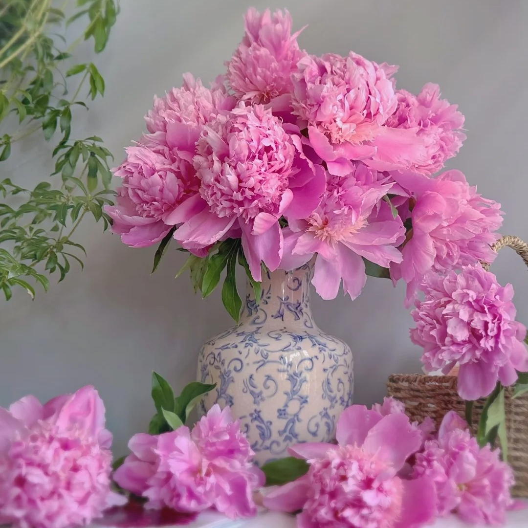 【现货空运】蓝富士重瓣芍药山东菏泽牡丹鲜切花母亲鲜花观赏芍药