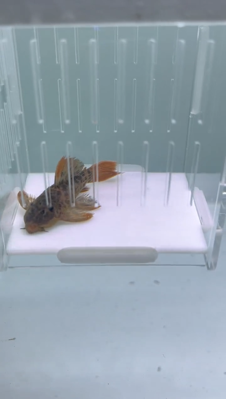 清道夫7cm+帝王血钻，入缸不包损