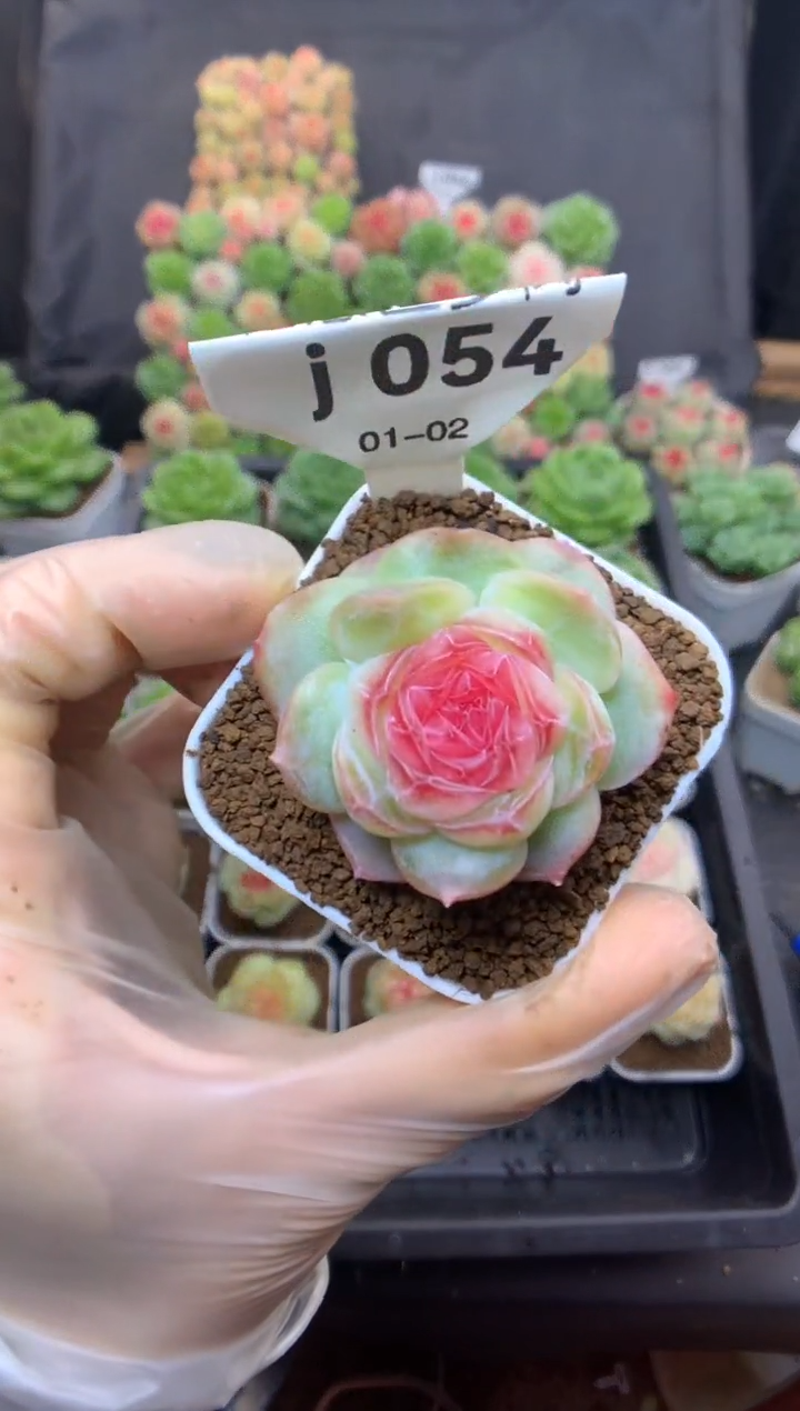 j054  玫瑰之约 可带盆土 27