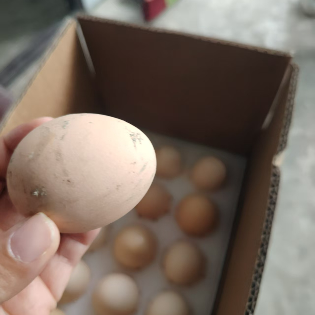 道真平模农户自产土鸡蛋