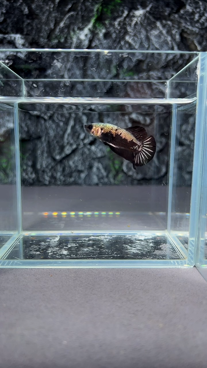 斗鱼竞拍链接A022