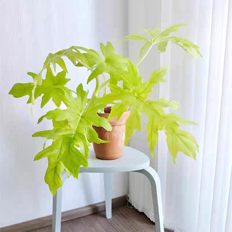 黄金春雨蔓绿绒室内观叶植物高级ins风好养绿植盆栽