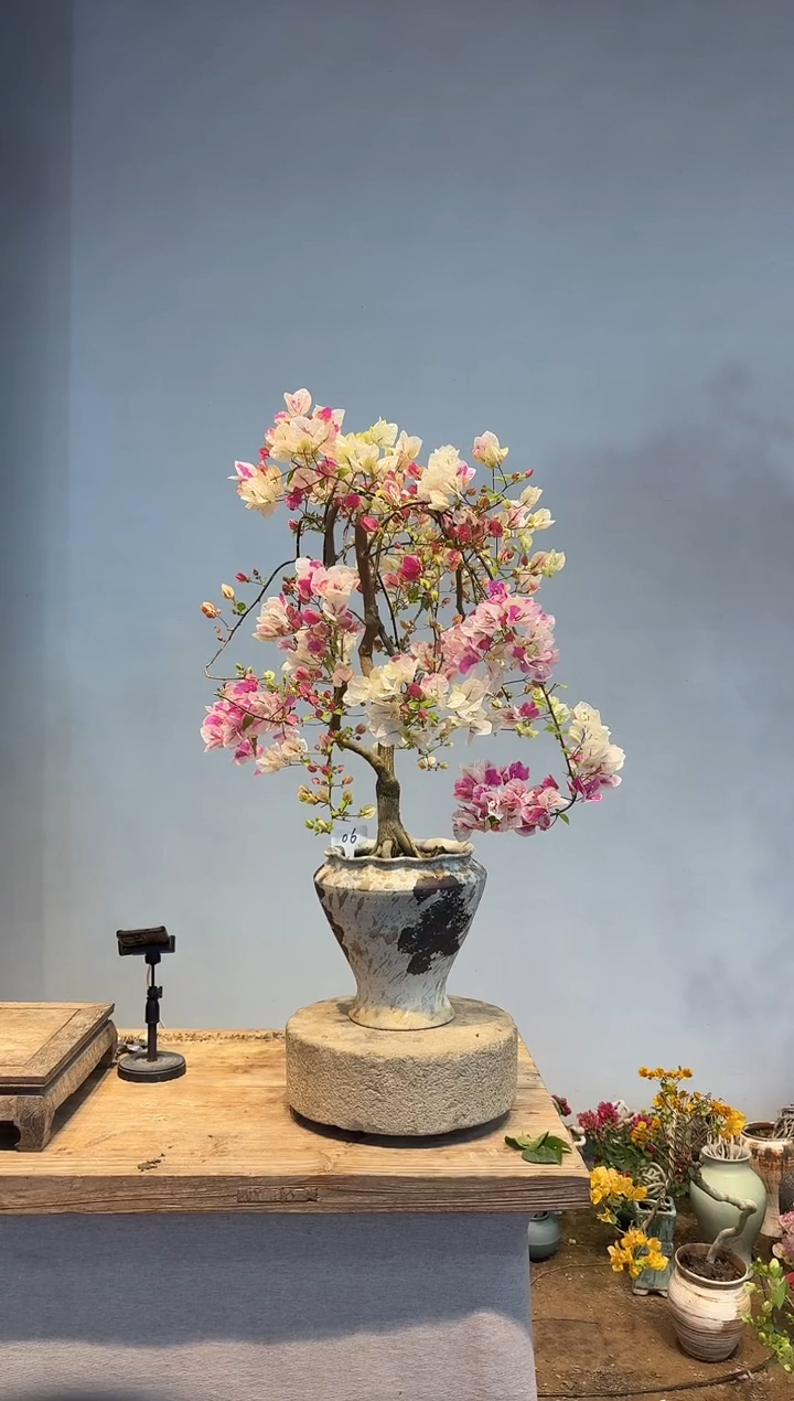 以实际为准T**S三角梅6