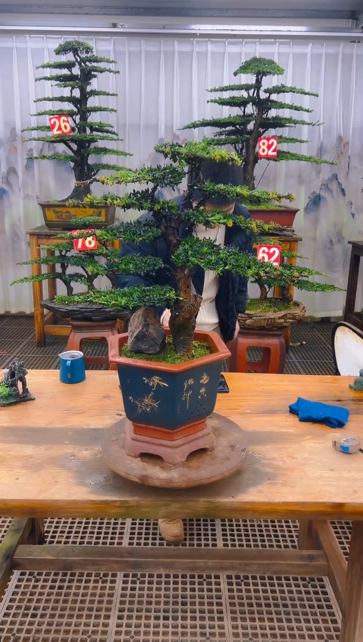 无花朵精品盆景直播间一物一拍
