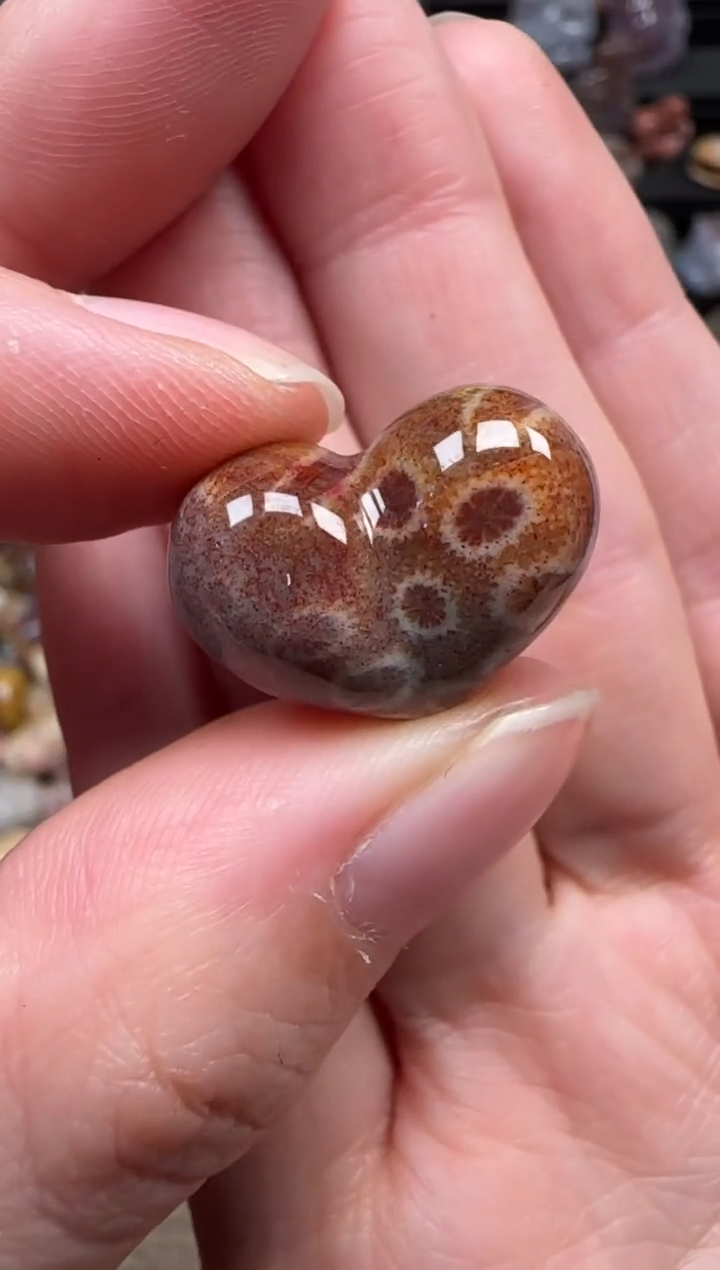 颈饰未镶嵌硅化珊瑚（珊瑚玉）348