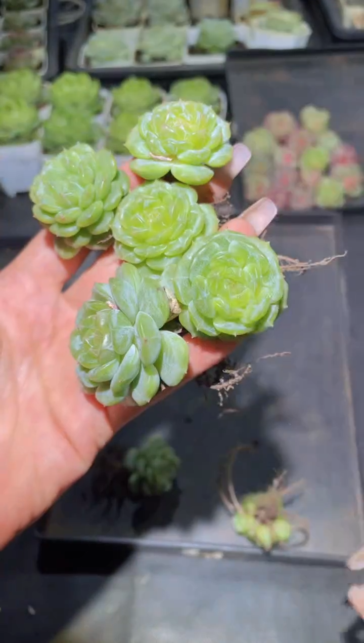 069绿心白恋量拍随机发一颗