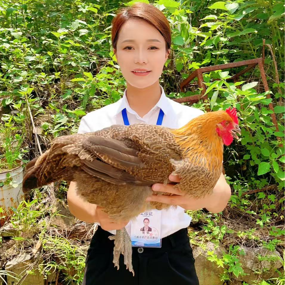 助农现场】农家全粮散养母鸡 人工现杀 顺丰包邮ZQ 包冰率不含冰