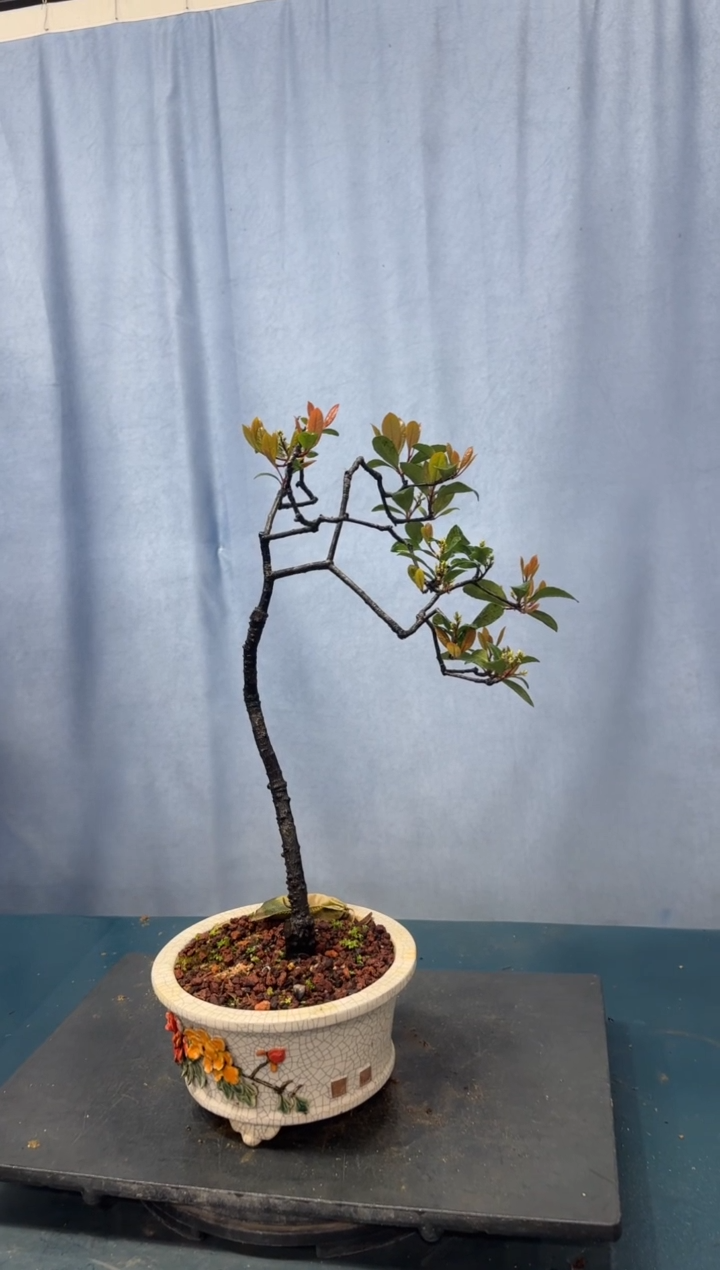 【闪购商品】盆景春花