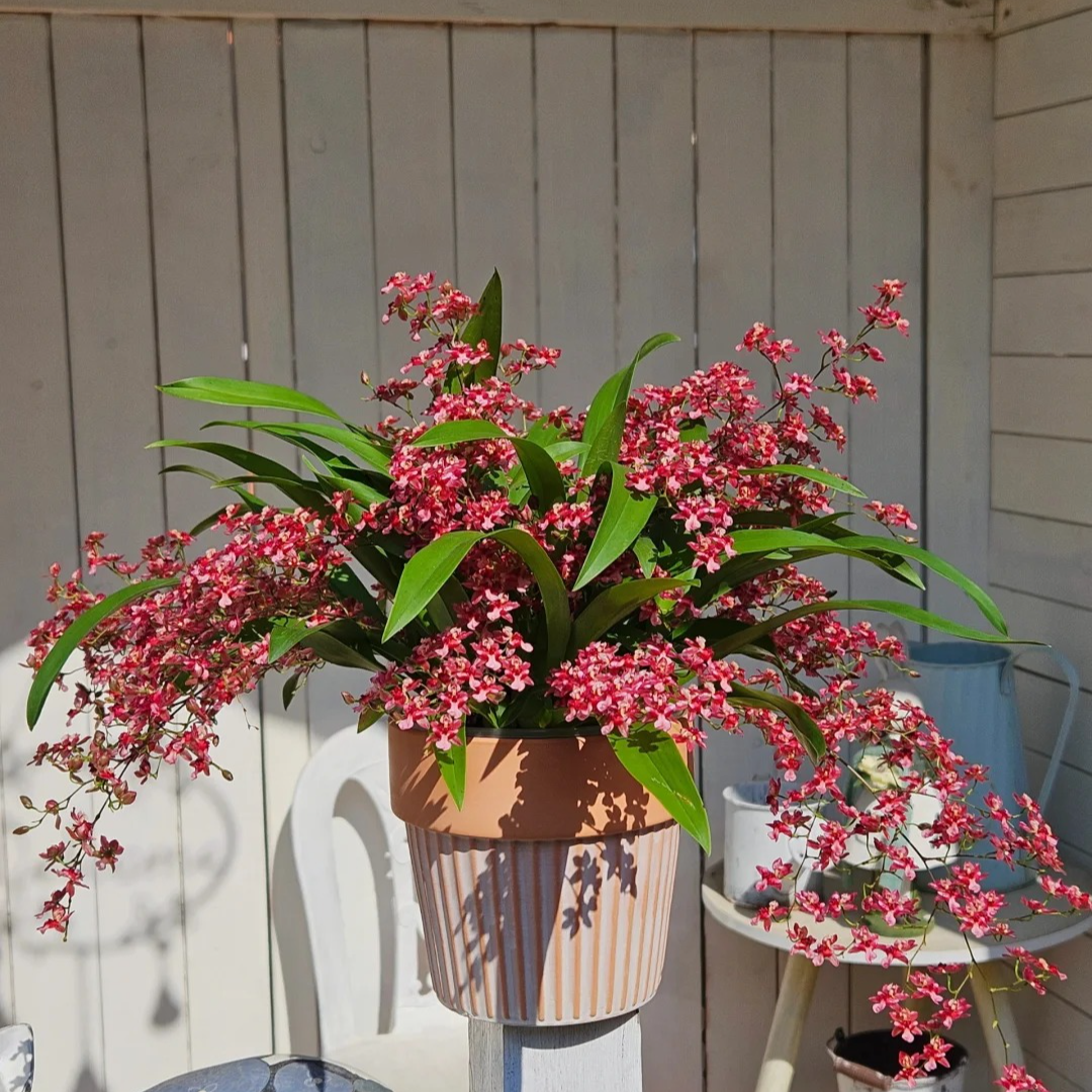 【源头优选】梦香兰-红色-任意2单鲜花包邮 发货后不支持退款