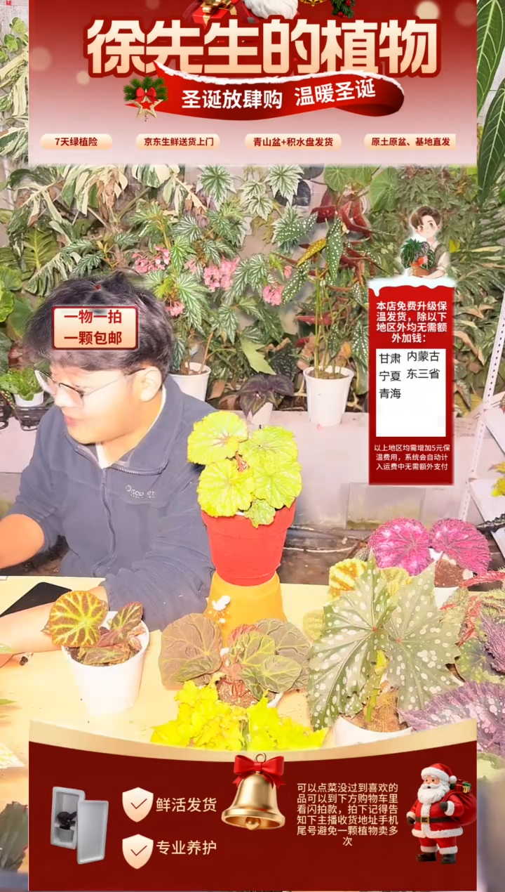 完全开放龙川秋海棠