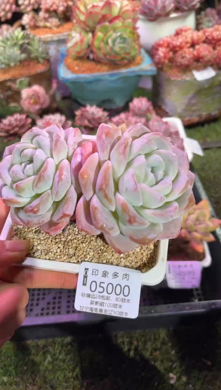 【闪购商品】05000