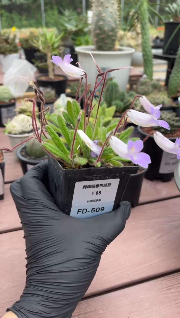 刺尤报春苦苣苔FD-509