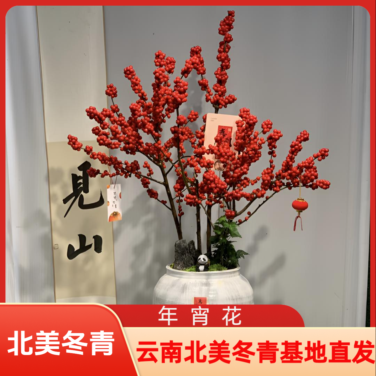 北美冬青盆栽带红果年宵花耐寒好养桌面盆景