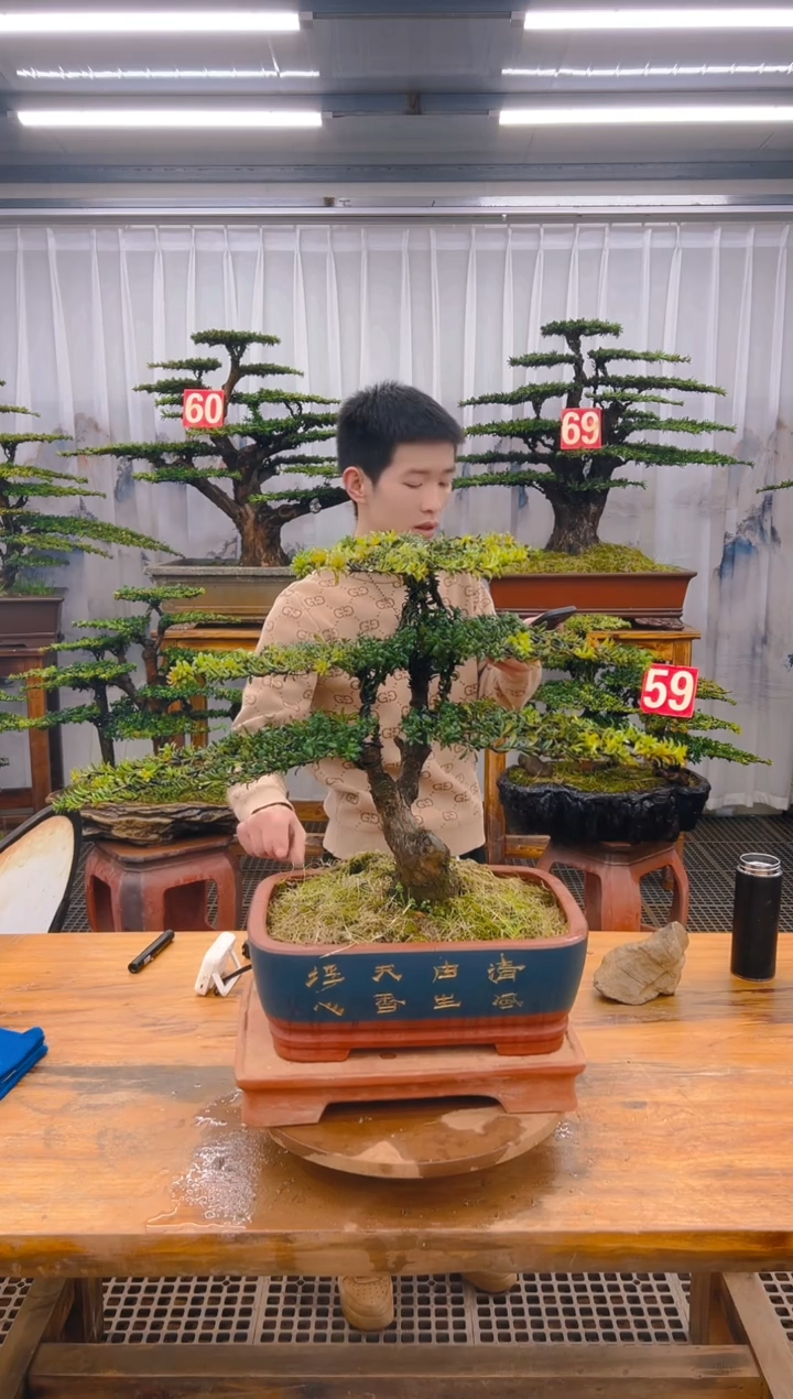 【闪购商品】紫砂精品盆景直播间一物一拍