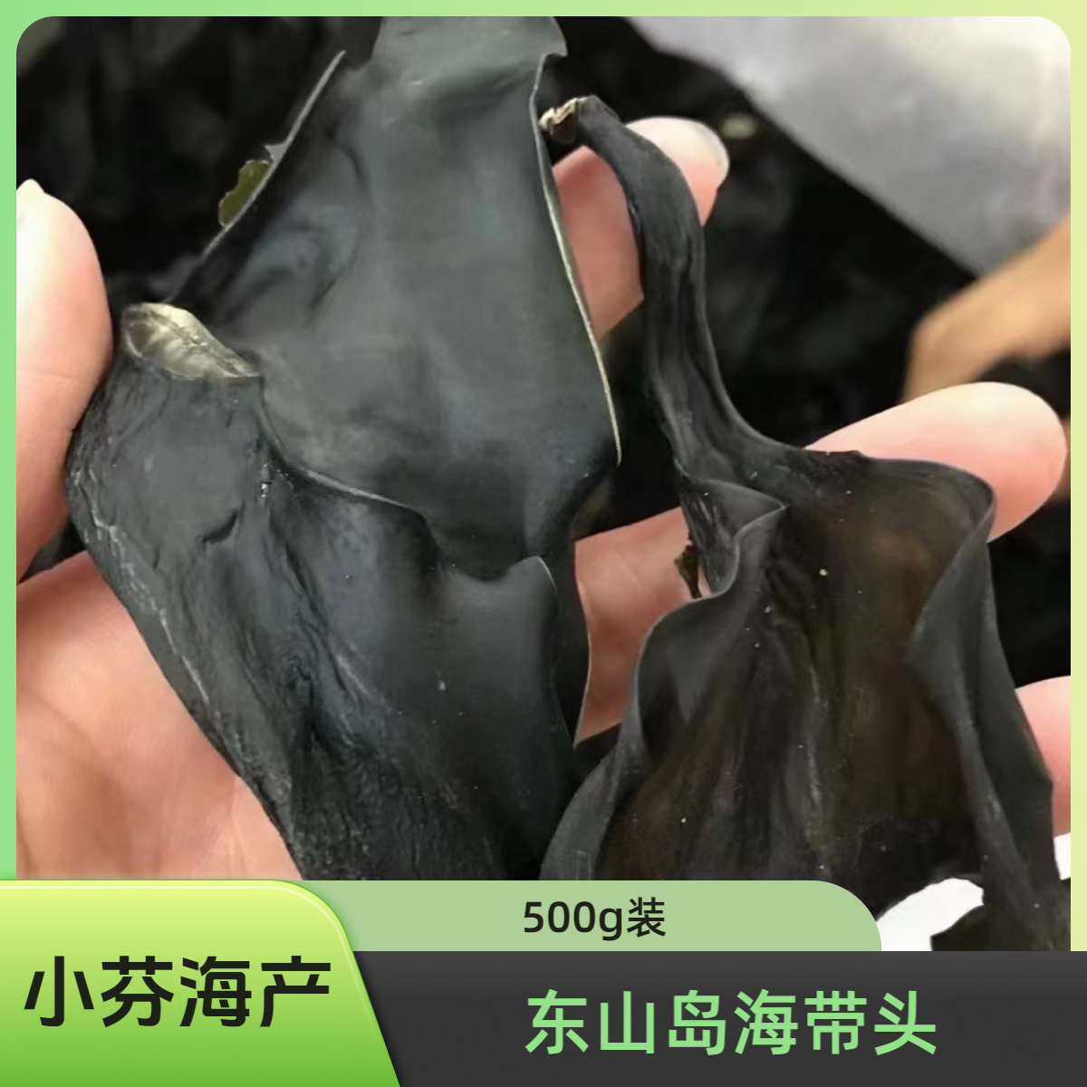 东山岛海带头500g/包