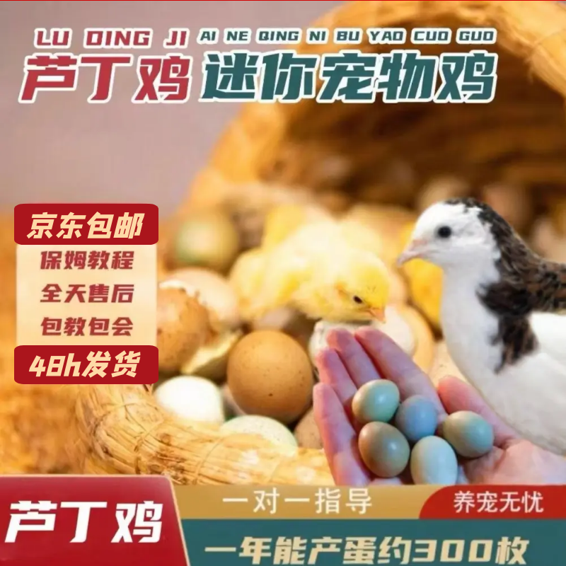 芦丁鸡活体宠物母鸡捡蛋迷你家养混色45~60天成年鸡京东小芦丁鸡