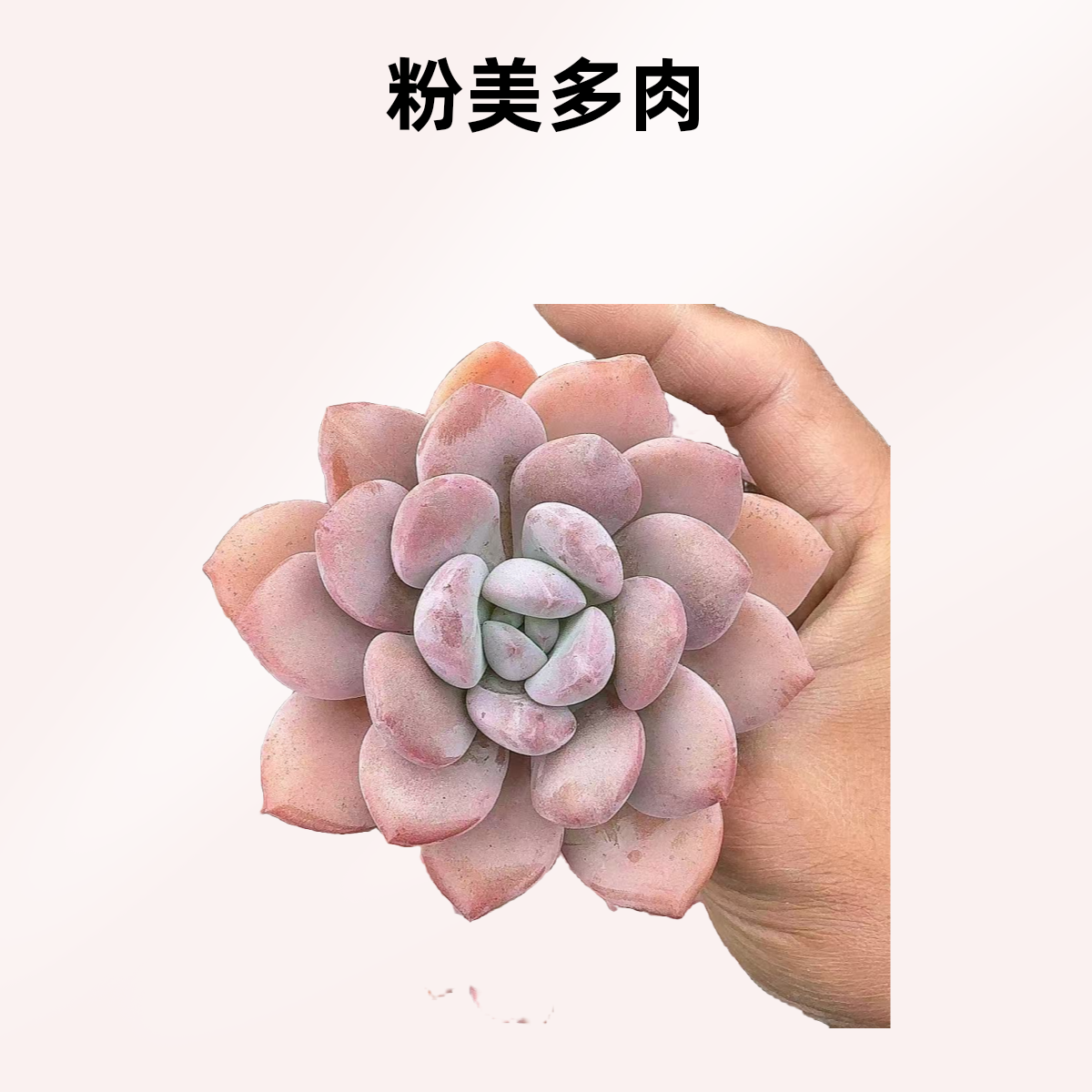 单头白露3盆带土   熊猫多肉  （满19.9包邮）