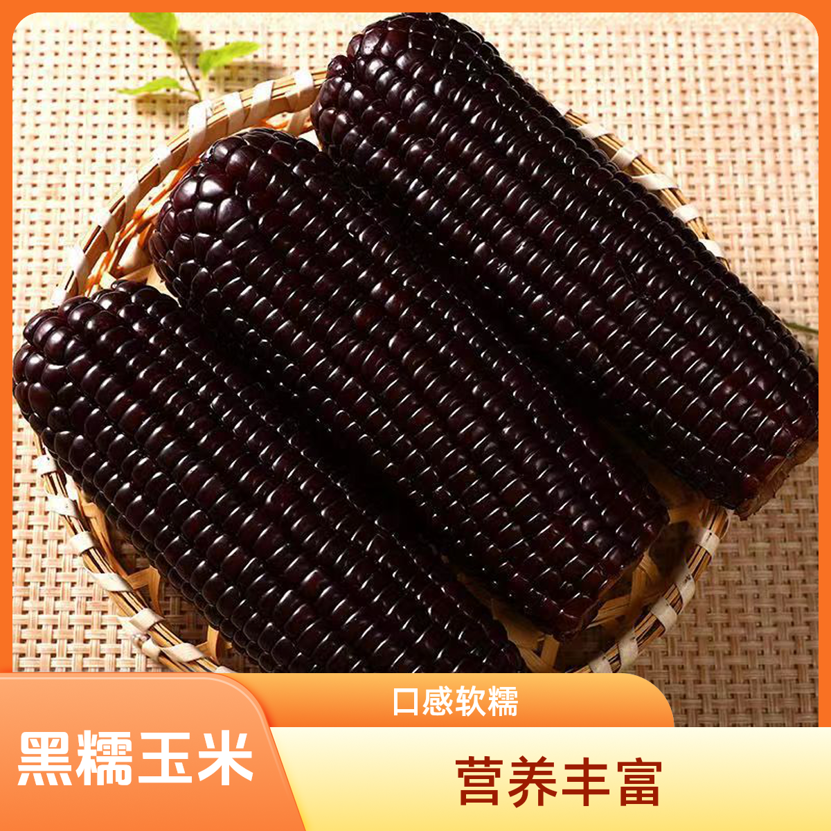 【试吃6根】到手15根黑糯玉米新鲜真空包装粗粮减脂代餐