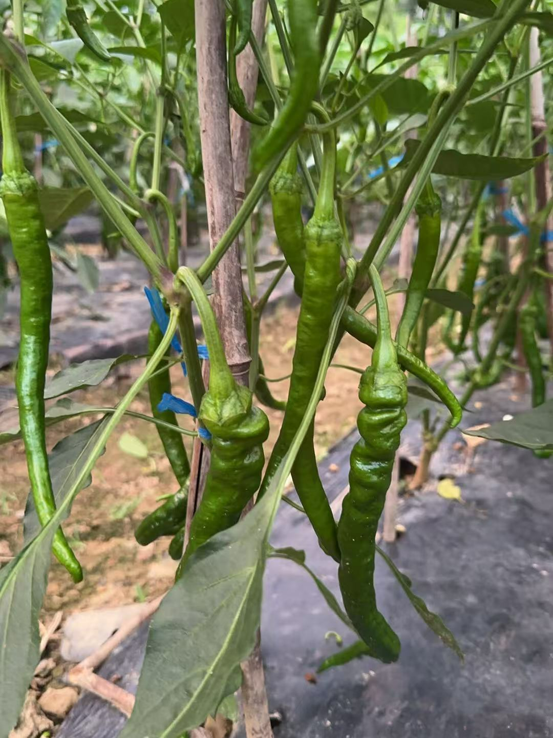 湖南湘西露天种植新鲜辣椒