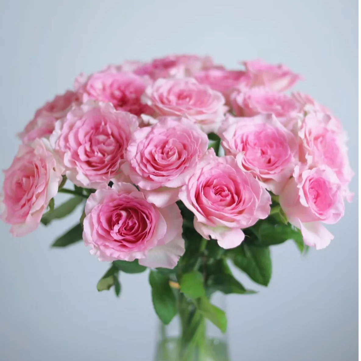 【洛神玫瑰】拍二单升级发顺丰/京东 家用鲜花直播间现场直播卖花