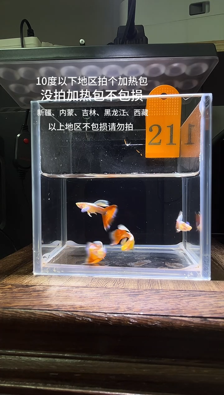 孔雀鱼蓝白飞船红公21