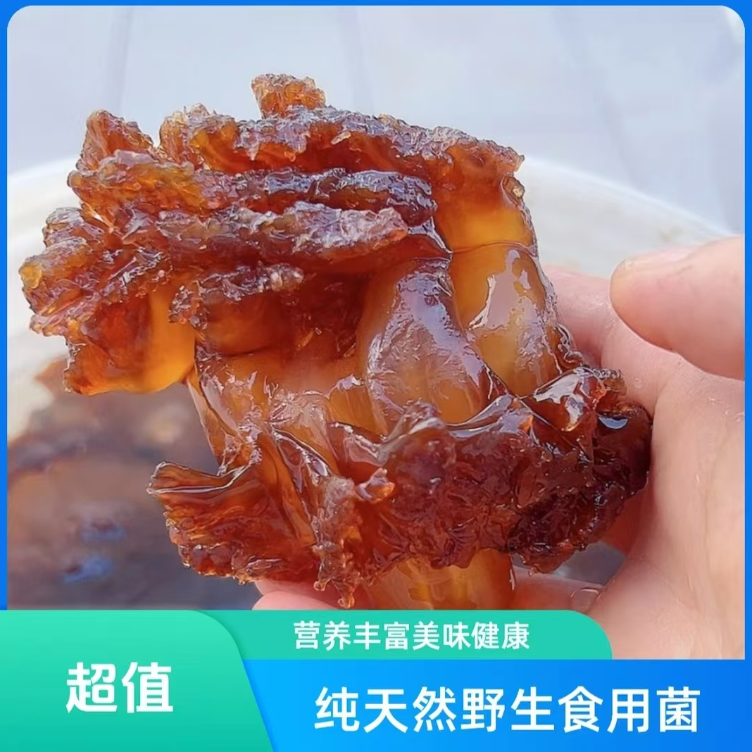 【宠粉福利】岱山二头洞海蜇头整头 5斤/桶，纯野生宠粉福利款