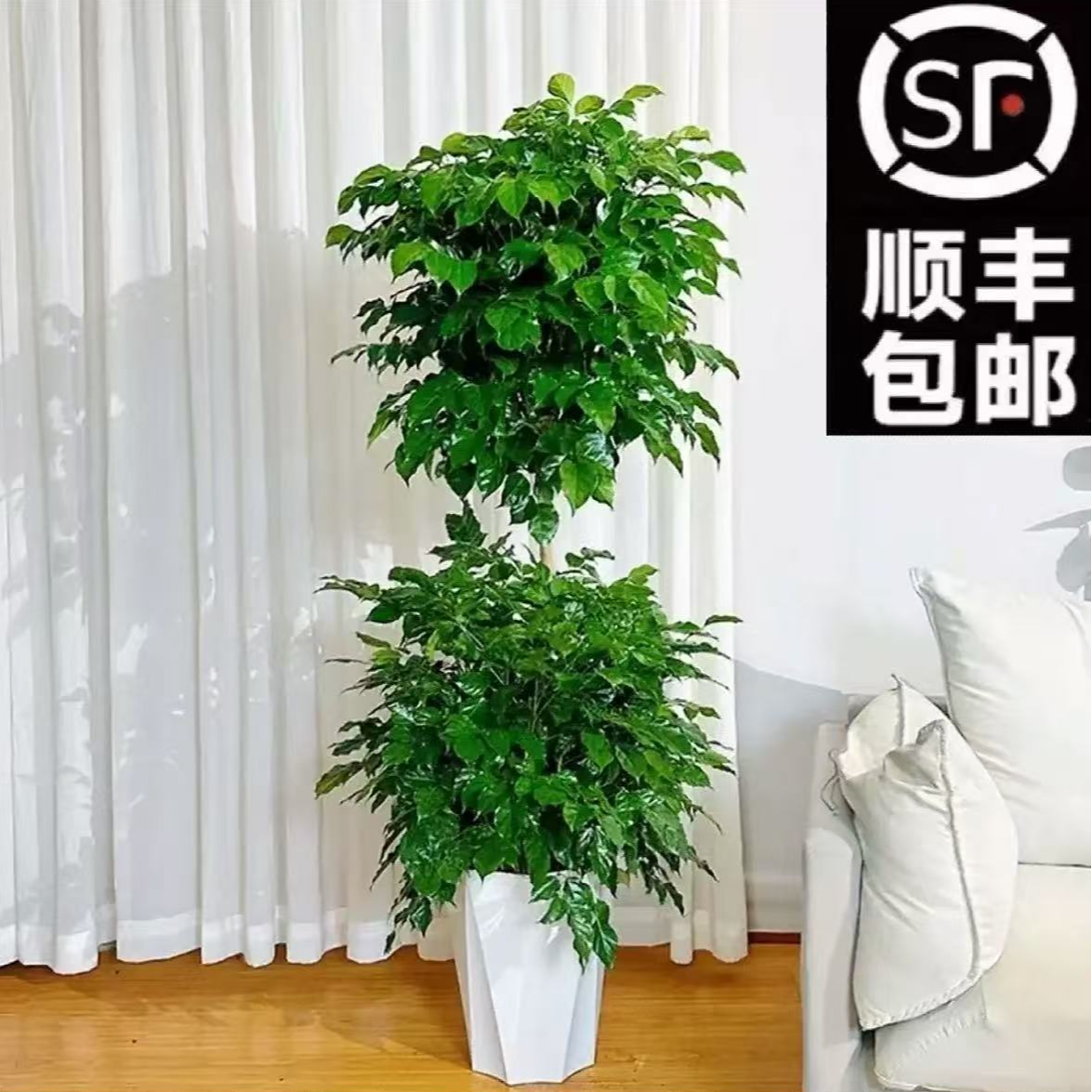 【顺丰包邮】1.3-1.5米双层幸福树室内大盆栽造型绿植室内净化空气